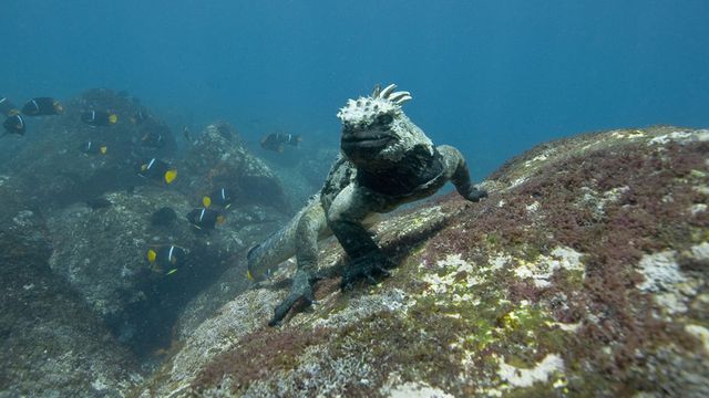 Iguana marinha parecida com Godzilla é filmada nas Ilhas Galápagos