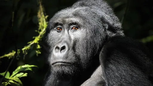 Gorila adolescente de zoológico dos EUA está obcecado por celulares; entenda
