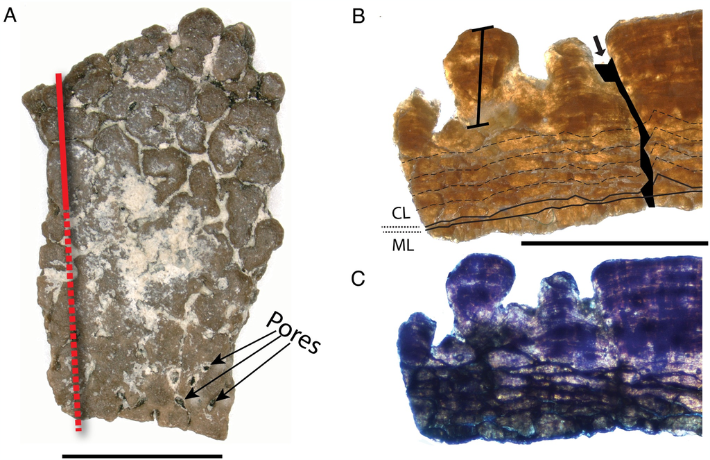 Alguns dos fragmentos de ovos de dinossauros fossilizados: eles contêm poros, ranhuras e outras características importantes para identificação (Imagem: Hedge et al./PLOS One)