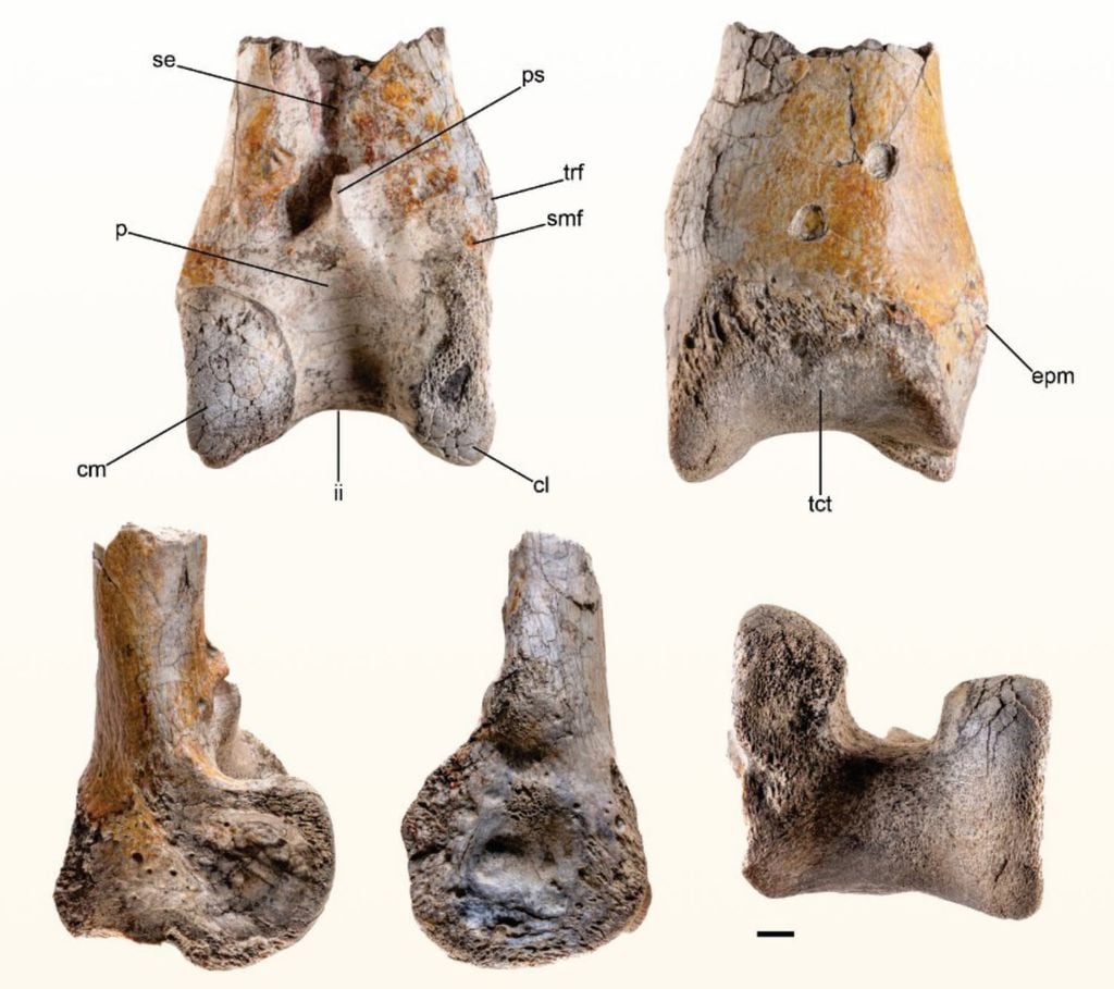 O osso tibiotarso esquerdo de uma ave do terror, como encontrado na Colômbia, o mais ao norte já achado por paleontólogos (Imagem: Degrande et al./Papers on Palaeontology)