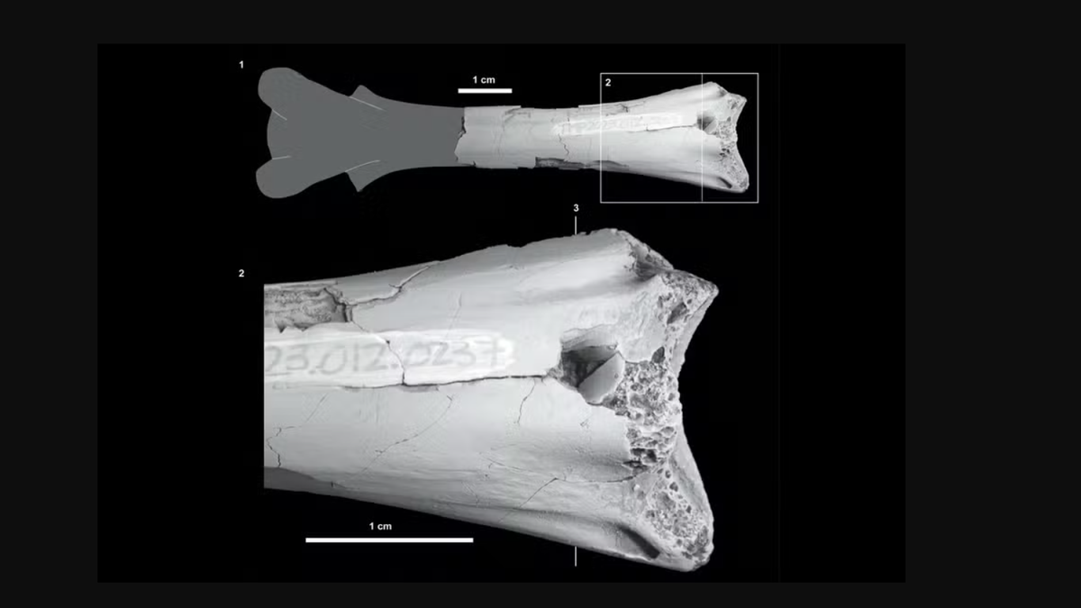 Fóssil dinossauro mordido por crocodilo há 76 milhões de anos é encontrado