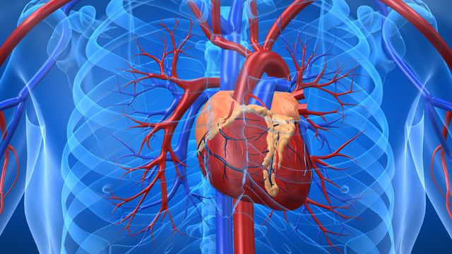 Pesquisadores regeneram coração humano a partir de células da pele