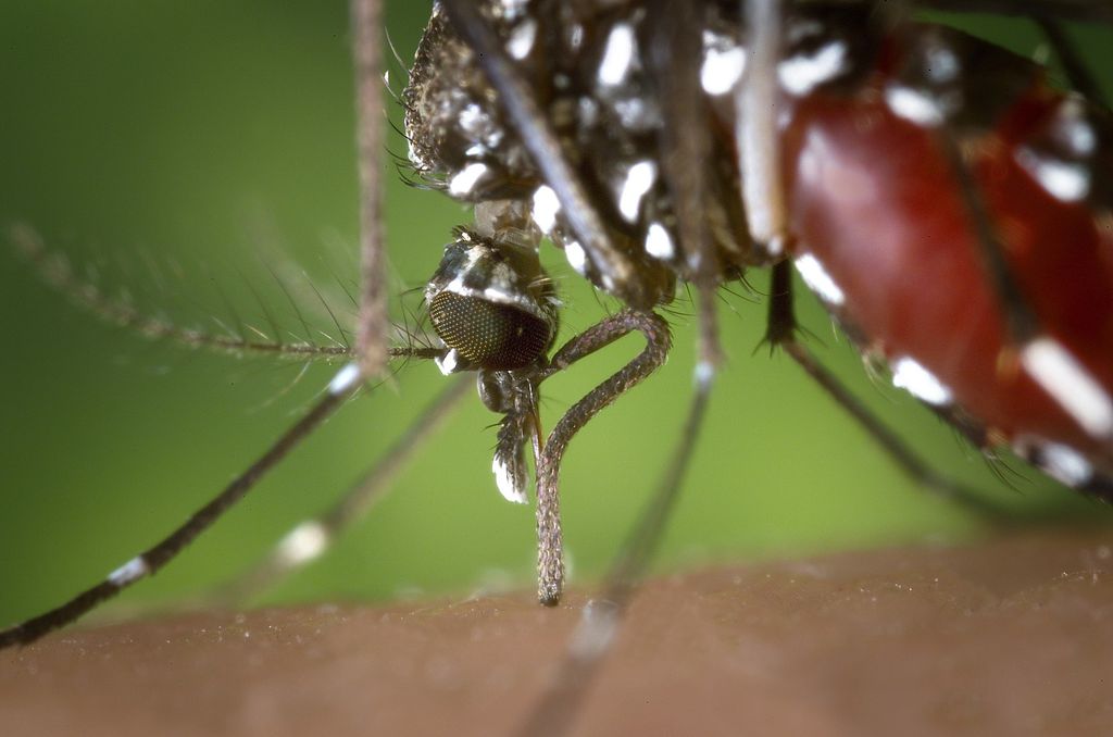 Já viu uma foto do mosquito da dengue tirada de perto? Perceba as pernas listradas e o abdome repleto de sangue (Imagem: Nuriyah/Pixabay)