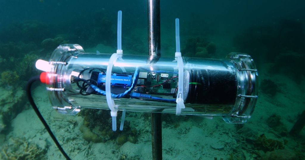 Projeto de recuperação de corais emprega tecnologias da Intel e Accenture para análise de dados coletados via inteligência artificial (Imagem: Divulgação/Intel)