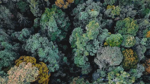 Ideia que Darwin teve há 160 anos está sendo usada agora para salvar florestas