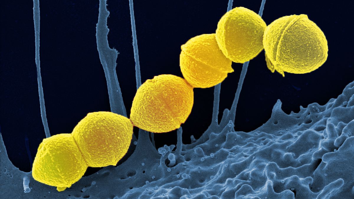 S. pyogenes: bactéria perigosa força fechamento de escolas em MG ...