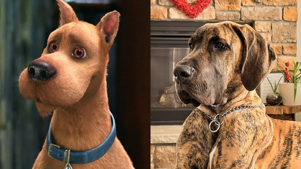 Dogue Alemão | Conheça a raça do Scooby-Doo e entenda porque ele é tão ...