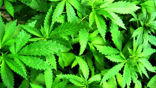 Maconha e saúde: entenda por que fumar é diferente de usar remédios