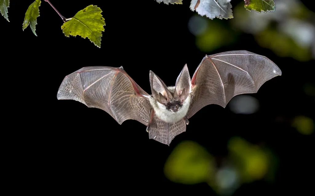 Animais como morcegos utilizam os sonos para se localizar no espaço: porque não nos inspiramos neles? (Imagem: CreativeNature_nl/envato)