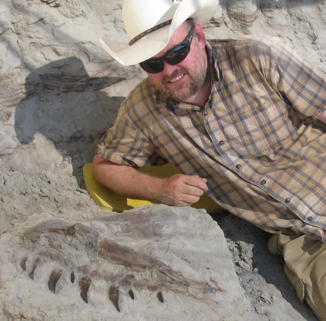 Dr. Denver Fowler posando com a mandíbula superior do Daspletosaurus (Imagem: Eliás Warshaw, um dos paleontólogos da equipe, escavando a rocha para recuperar o fóssil (Imagem: Dickinson Museum Center))