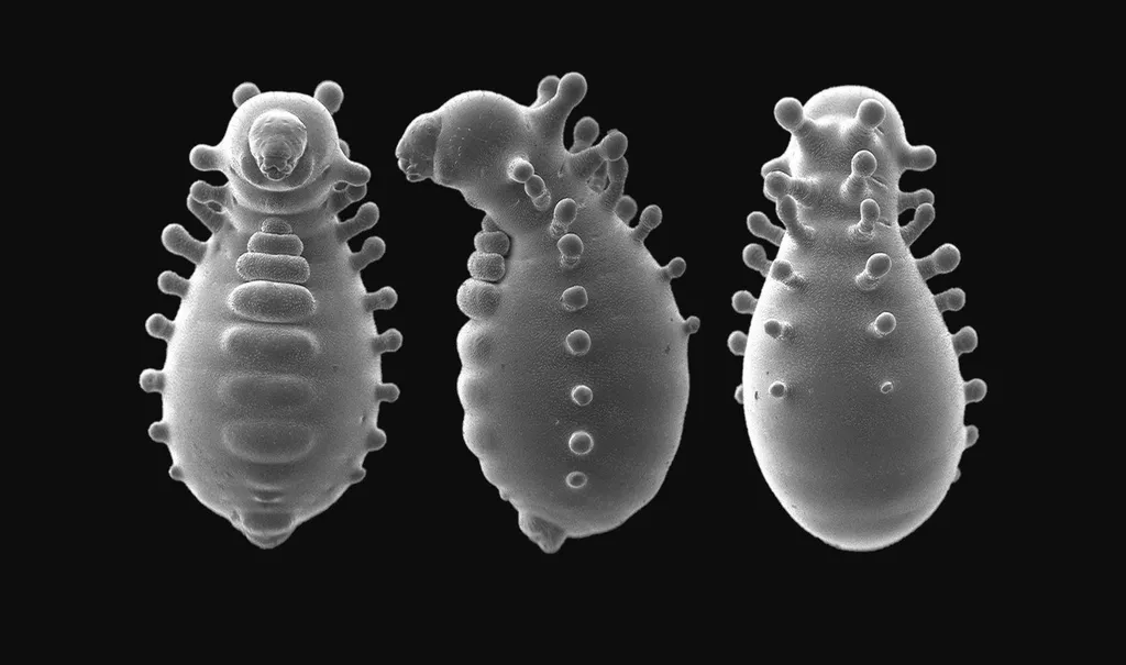 Larva de formiga-rainha Monomorium triviale sob o microscópio (Imagem: Idowaga et al/Zootaxa)