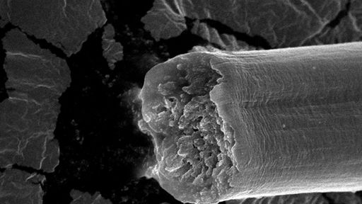 Seda de aranha geneticamente modificada é mais resistente que aço e Kevlar