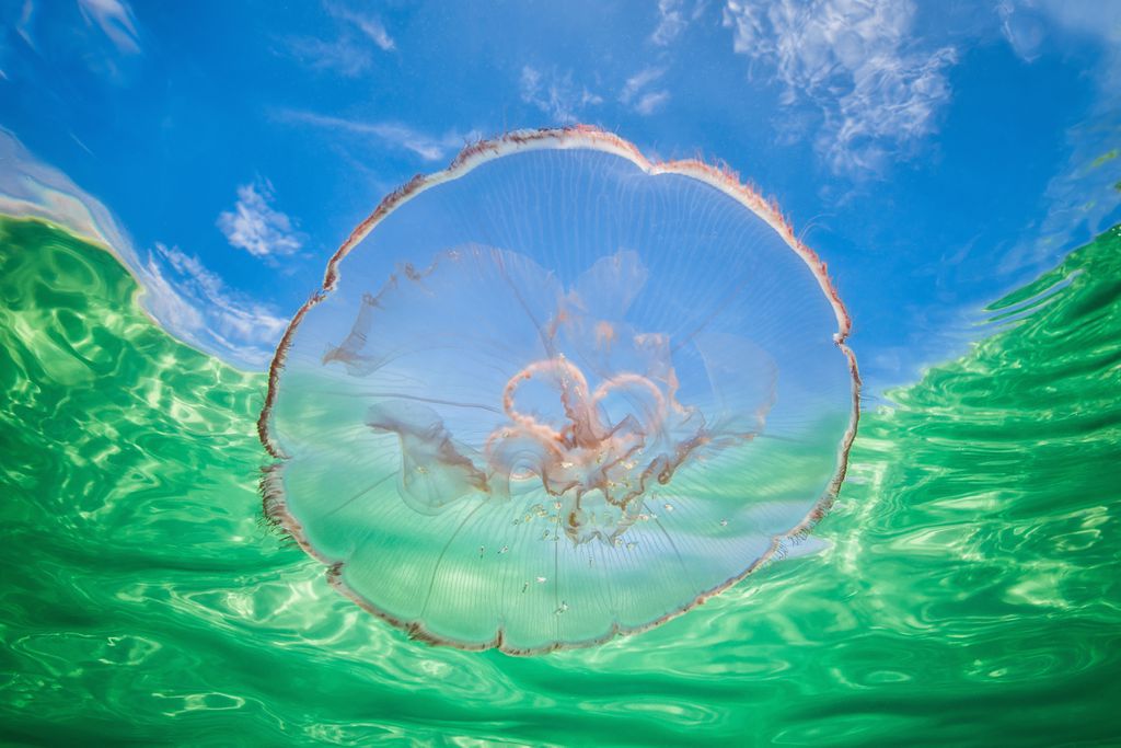 Por causa do corpo transparente da medusa-da-lua, podemos ver seus órgãos reprodutivos em seu interior (Imagem: imagesourcecurated/envato)
