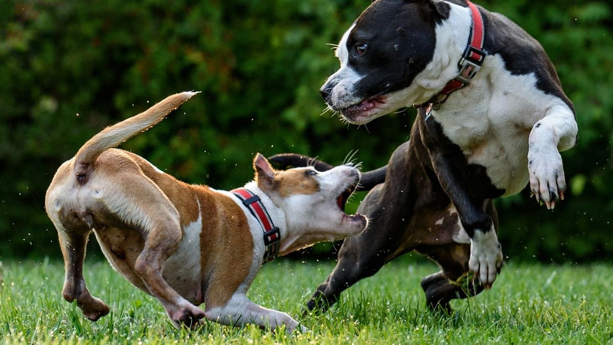 Por que cães cheiram os traseiros uns dos outros?