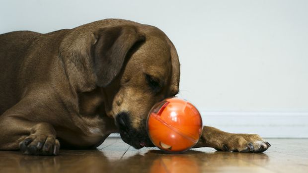 Bola inteligente permite brincar com cães e gatos à distância