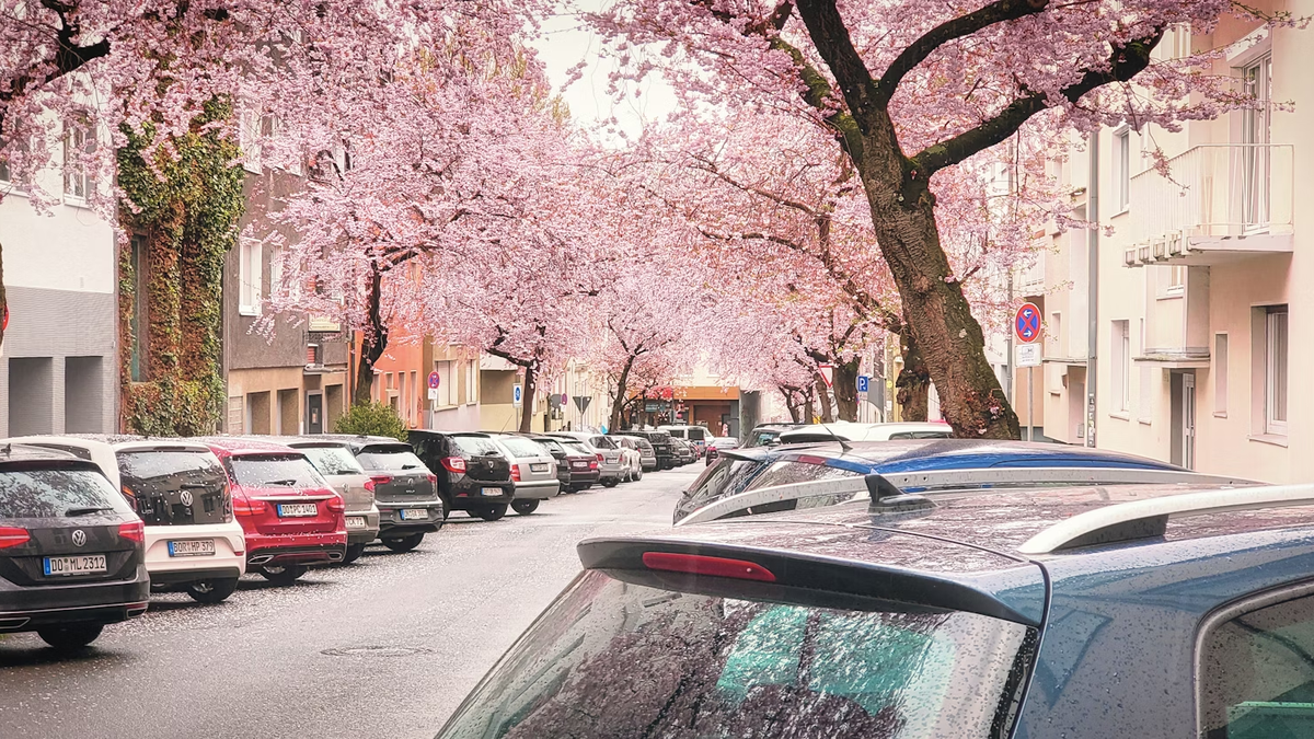 Flores podem manchar o carro? Veja dicas para cuidar da pintura automotiva