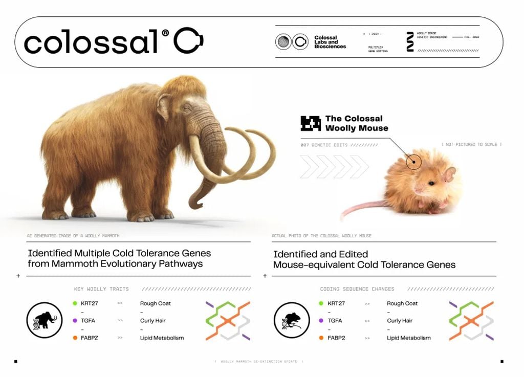 Para a pesquisa, os cientistas identificaram os genes responsáveis pela tolerância ao frio nos mamutes-lanosos e ativaram os mesmos genes no genoma de camundongos para fazê-los ficarem peludos (Imagem: Colossal Biosciences)