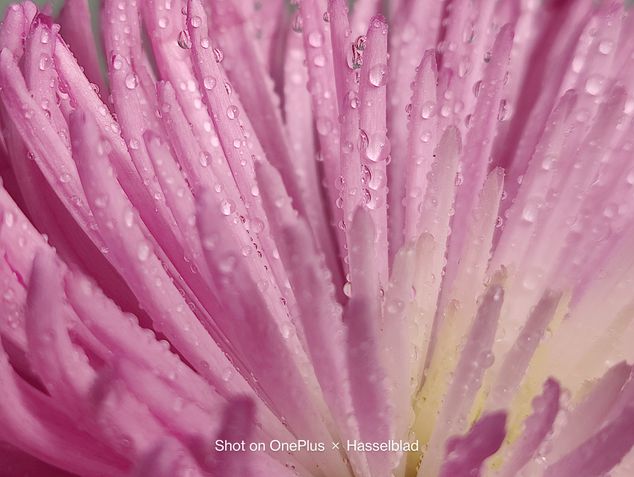 OnePlus 9 Pro Foto Macro 3