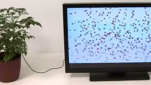 Que tal transformar uma planta de sua casa no controle remoto da TV? Entenda!