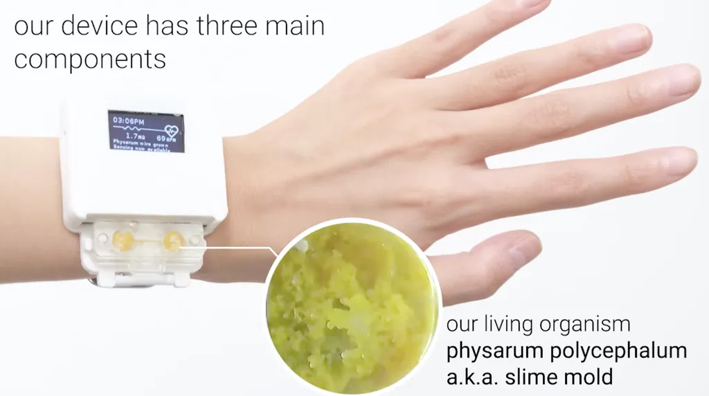 Mofo limoso usado para dar "vida" ao relógio inteligente (Imagem: Reprodução/Chicago University)