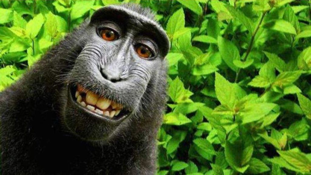 Macaco que tirou uma selfie é a personalidade do ano para a PETA