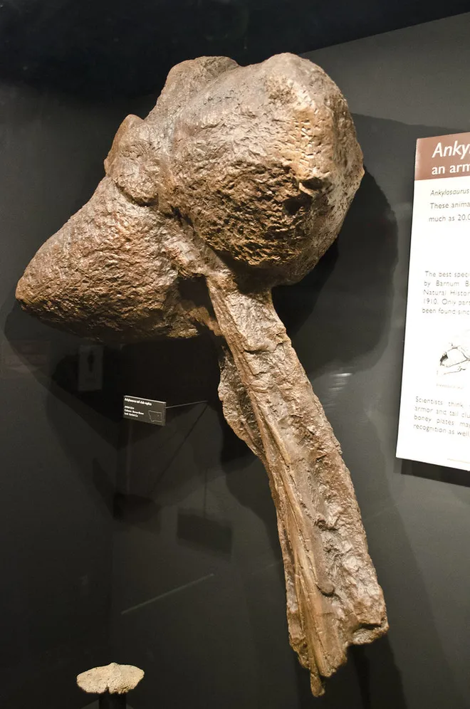A grande e perigosa cauda de um anquilossauro, exibida no Museum of Rockies, nos Estados Unidos (Imagem: Tim Evanson/CC-BY-SA-2.0))