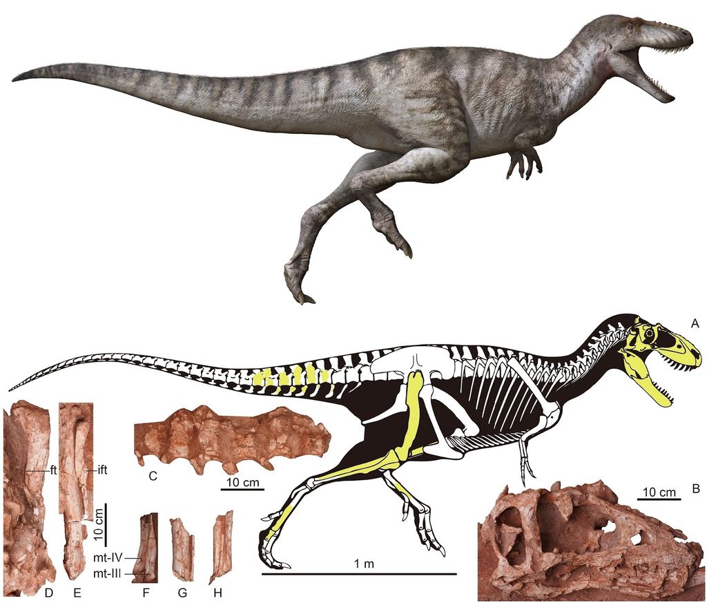 A nova espécie de tiranossauro chinês dominava o ambiente dos predadores com seus filhotes e jovens adultos (Imagem: Zheng et al./Scientific Reports)