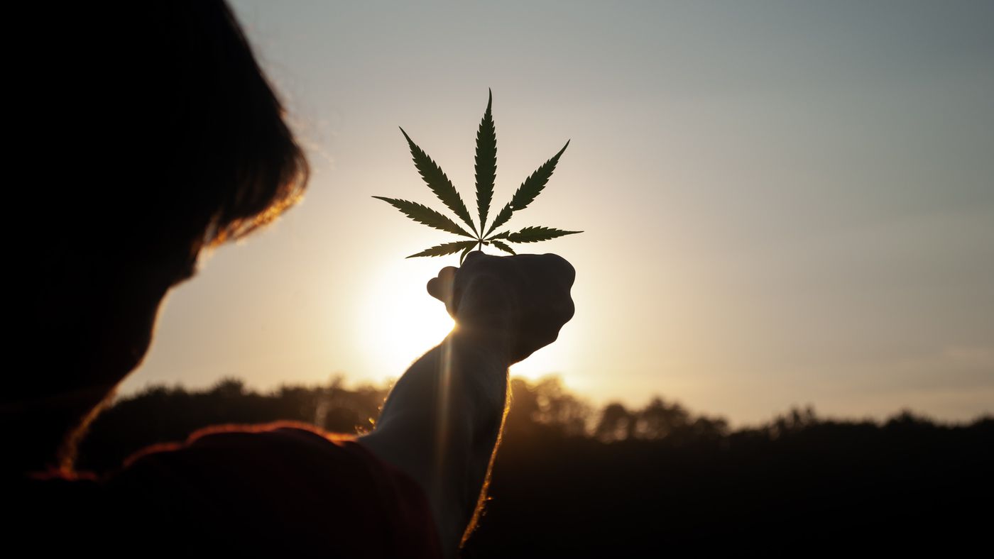 Ter itens para o cultivo da cannabis de uso pessoal não é crime, aponta STJ - Vimarsana News