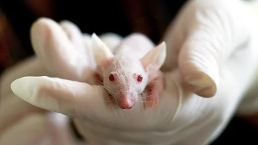 Por que ratos são usados como cobaias em pesquisas científicas?