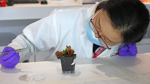 Será possível se comunicar com as plantas? Cientistas dizem que sim