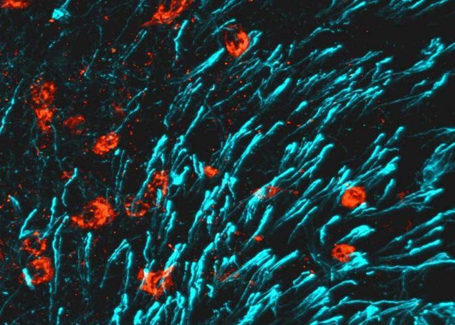 Hormônio CCN3 (vermelho) e células tanycytes (azul) (Imagem: Ambrosi et al, 2024/Nature/UCSF)