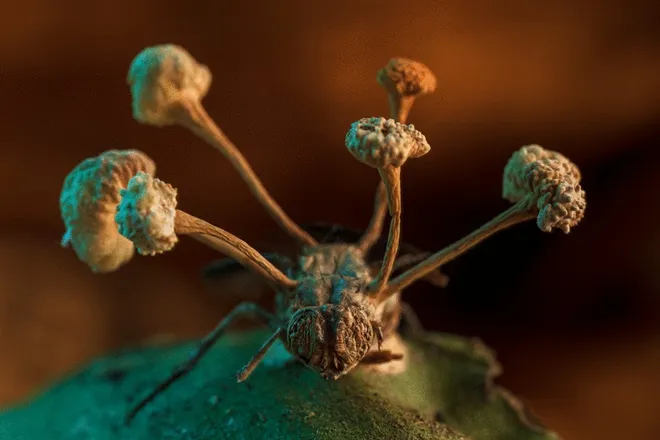 Fungos zumbis vencem concurso de fotografia (Imagem: Roberto García-Roa/BMC Ecology and Evolution)