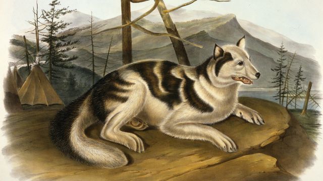 John Woodhouse Audubon/Domínio Público