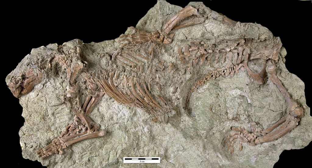Pesquisadores descobrem fóssil de espécie misteriosa de mamífero em Madagascar