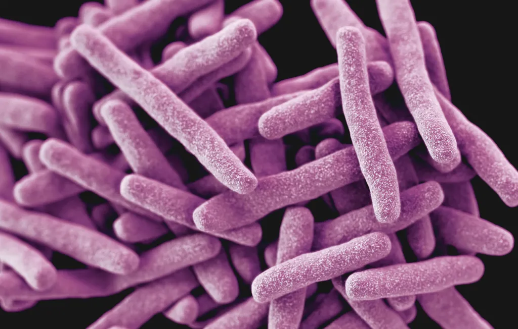 Porcos transmitem superbactérias aos humanos, segundo cientistas (Imagem: CDC/Unsplash)