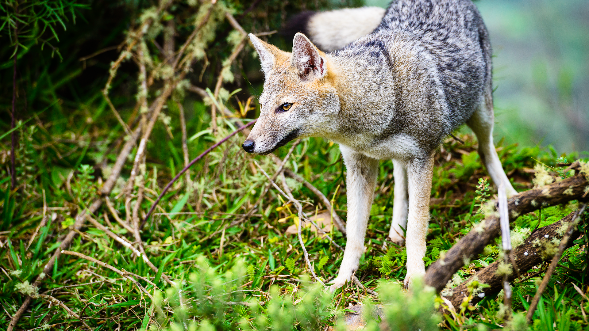 O misterioso animal híbrido de raposa e cão encontrado em estrada