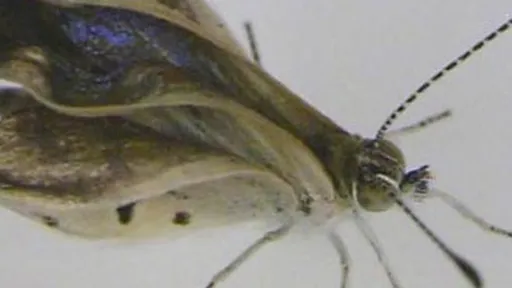 Cientistas encontram borboletas com sinais de mutação na região de Fukushima
