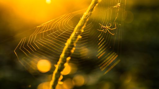 Cientistas querem se comunicar com as aranhas por meio da música