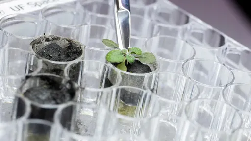 Pesquisadores conseguem cultivar plantas em solo lunar