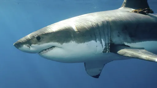 Por que tubarões mordem os humanos? Estudo explica!