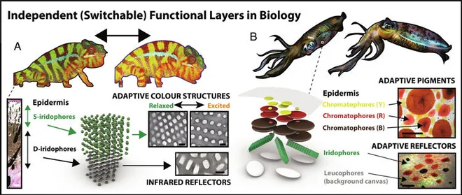 Inspiração biológica para construção das camadas microfluídicas (Imagem: Reprodução/Universidade de Toronto)