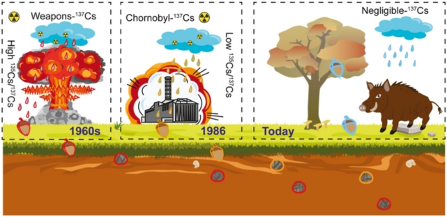 Estudo descobre o porquê dos javalis da Alemanha serem radioativos (Imagem: Stäger et al, 2023/Environmental Science & Technology)