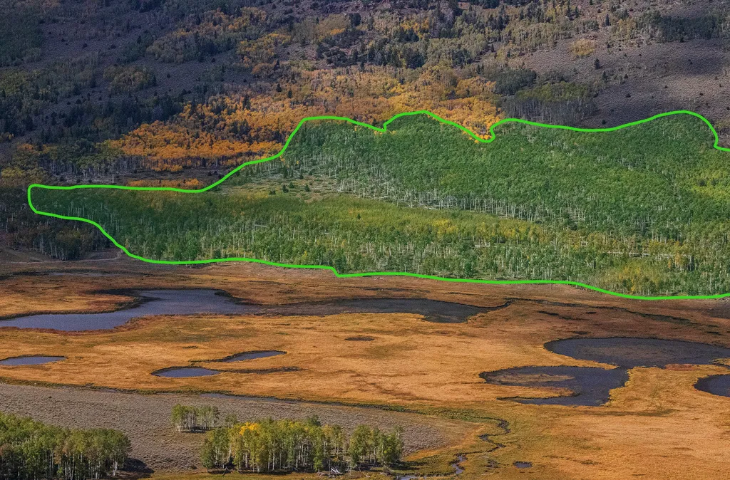 Localização de Pando, em Fish Lake, nos Estados Unidos — é uma colônia clonal de álamos-trêmulos e o maior organismo vivo do mundo (Imagem: Lance Oditt, Friends of Pando/CC-BY-4.0)