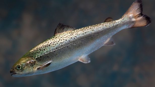 Governo americano aprova salmão geneticamente modificado para consumo