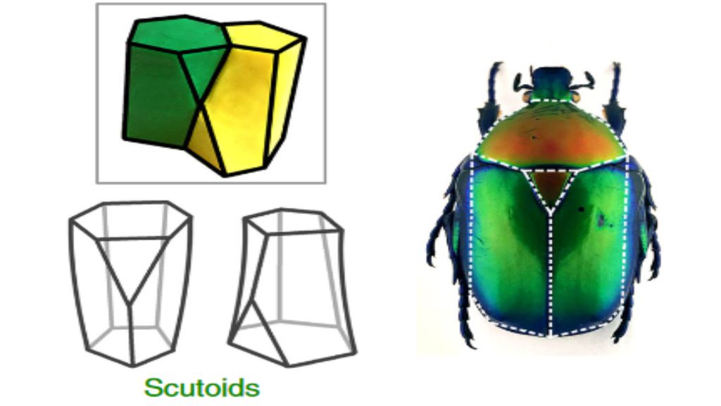 Os scutoids (à esquerda), em comparação com o escutelo de insetos