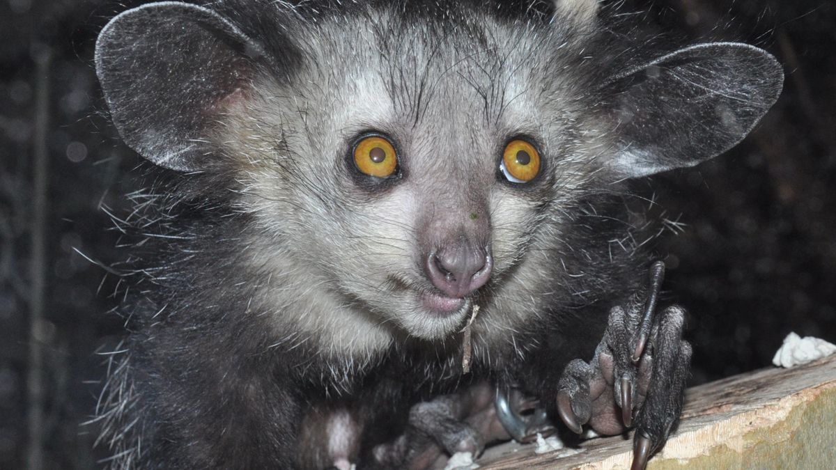 Os 10 animais mais estranhos do mundo — alguns parecem de outro planeta