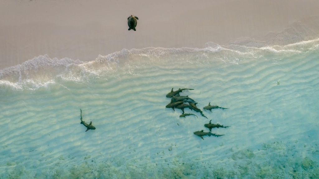 Um dos episódios da série explora como os tubarões usam o olfato para caçar tartarugas no Pacífico — e como elas usam o mesmo sentido para escapar (Imagem: Divulgação/National Geographic)