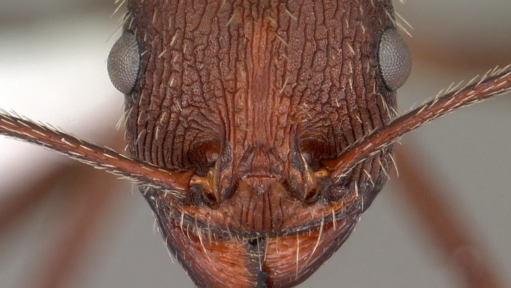 Padrão facial da formiga é um aspecto importante de sua sobrevivência (Imagem: Penick et al, 2023/Myrmecological News)