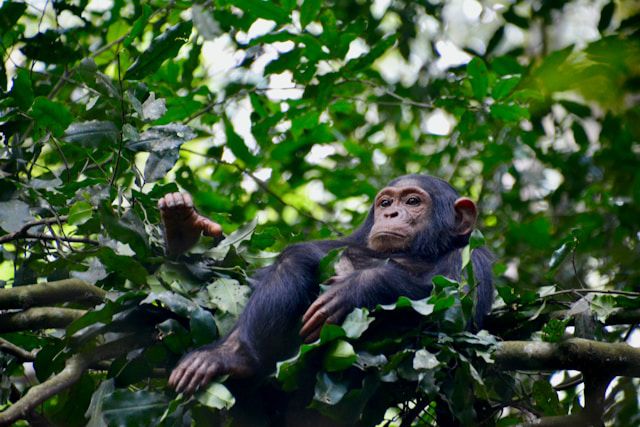 Chimpanzé sentado em árvore