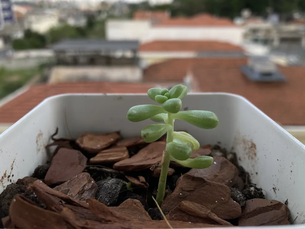 As plantas pode diminuir a pressão sanguínea e o ritmo cardíaco, além de aliviar o estresse e nos fazer sentir distantes (Imagem: Fábio Jordan/Canaltech)